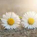 read a post about gemini or mithunrashi