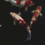 Enjoy reading this post about Cancer Zodiac Sign or KARKRASHI. Learn about a Cancer, their personality and how to get along with them